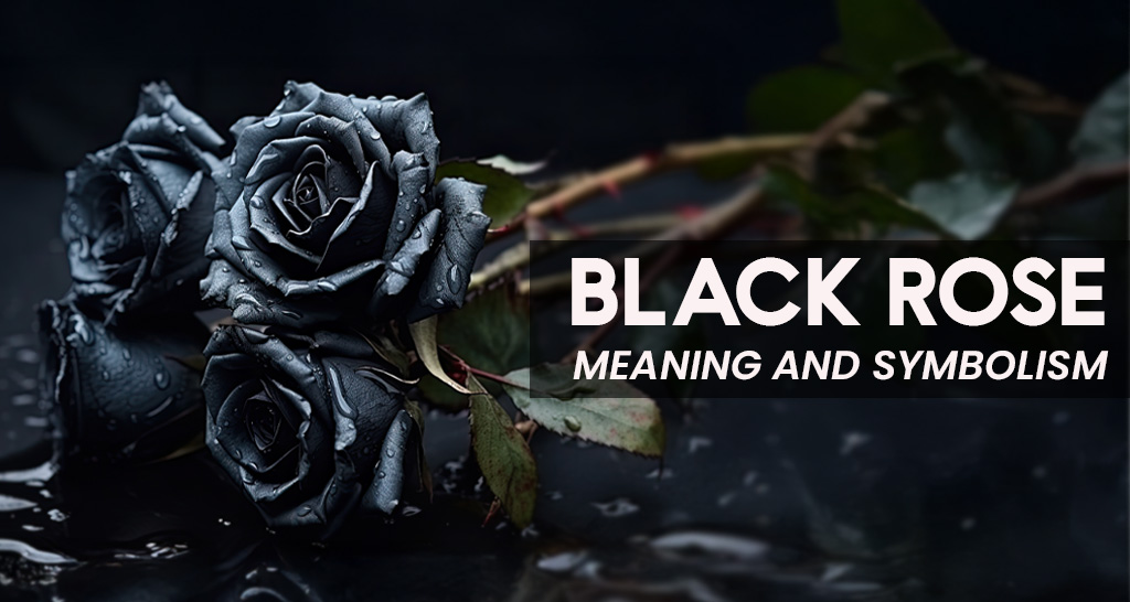 "A single black rose with velvety petals, symbolizing mystery, mourning, rebirth, and strength."