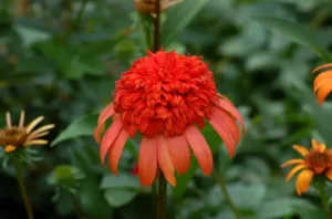 Choosing Unique Flowers
