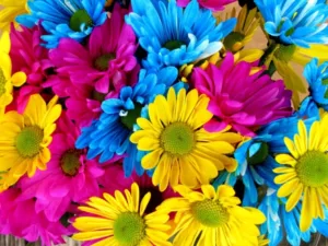 Daisy Flower Color Meaning