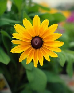 Daisy Flower Symbolism in Literature and Poetry