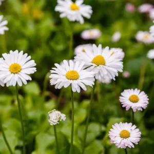 Daisy Meaning in Flower Language Floriography
