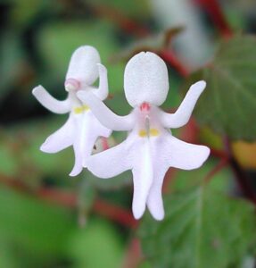 Dancing Girls Impatiens bequaertii e1752499225938