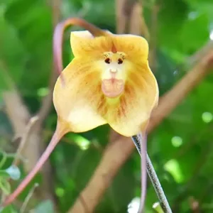 Monkey Face Orchid Dracula simia