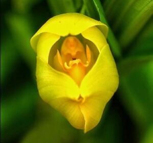 Swaddled Babies Anguloa uniflora e1752499132984