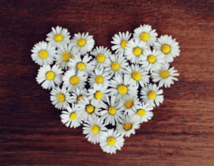 The Enduring Symbol of the Daisy e1751968319932