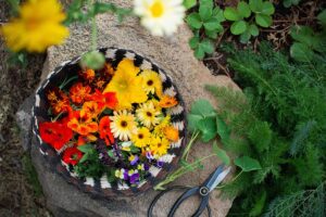 Final Thoughts Growing Using Edible Flowers