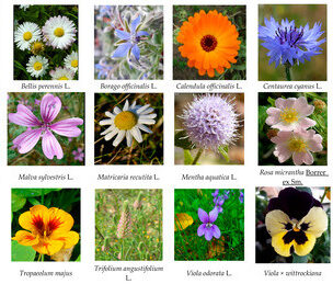 Top 10 Edible Flowers Summary Table e1754992713111