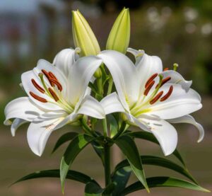 Casa Blanca Lily Lilium ‘Casa Blanca 3 e1756729838711