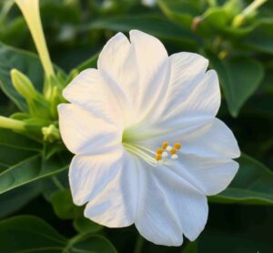 Four OClock Mirabilis jalapa Alba 6 11zon e1756729575982