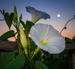 Moonflower Ipomoea alba 11 11zon e1756729269416