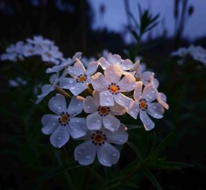 Night Phlox Zaluzianskya ovata 9 11zon e1756729354991
