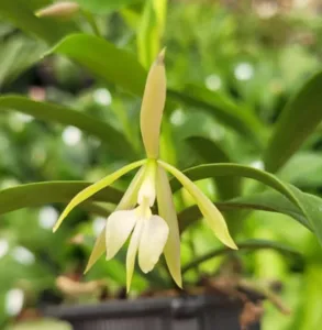 Nocturnum Orchid Brassavola nocturnum