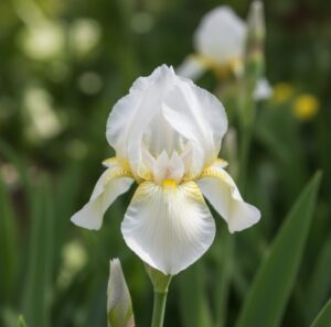 White Iris Flower Meaning 12 11zon e1758524642687