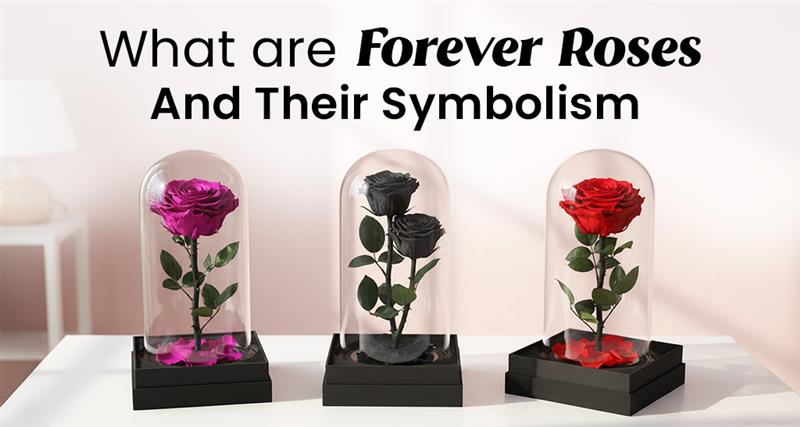 What Are Forever Roses | Forever Roses Symbolism