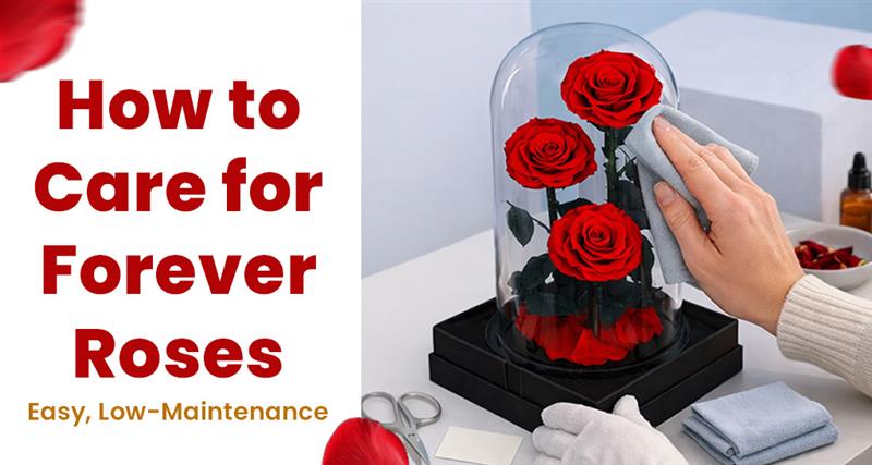 Simple care routine showing how to maintain forever roses with no watering and minimal effort.