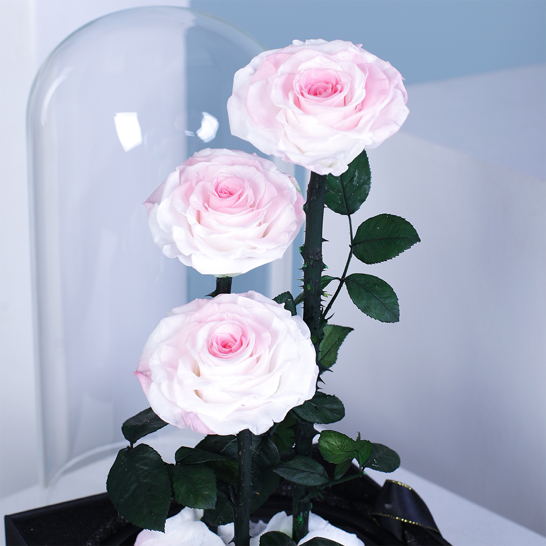 Pink and White Trio Forever Rose | Elegant Eternal Bloom