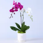 orchid-pot-plant