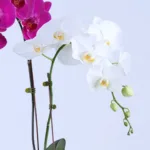 orchid-pot-plant_02