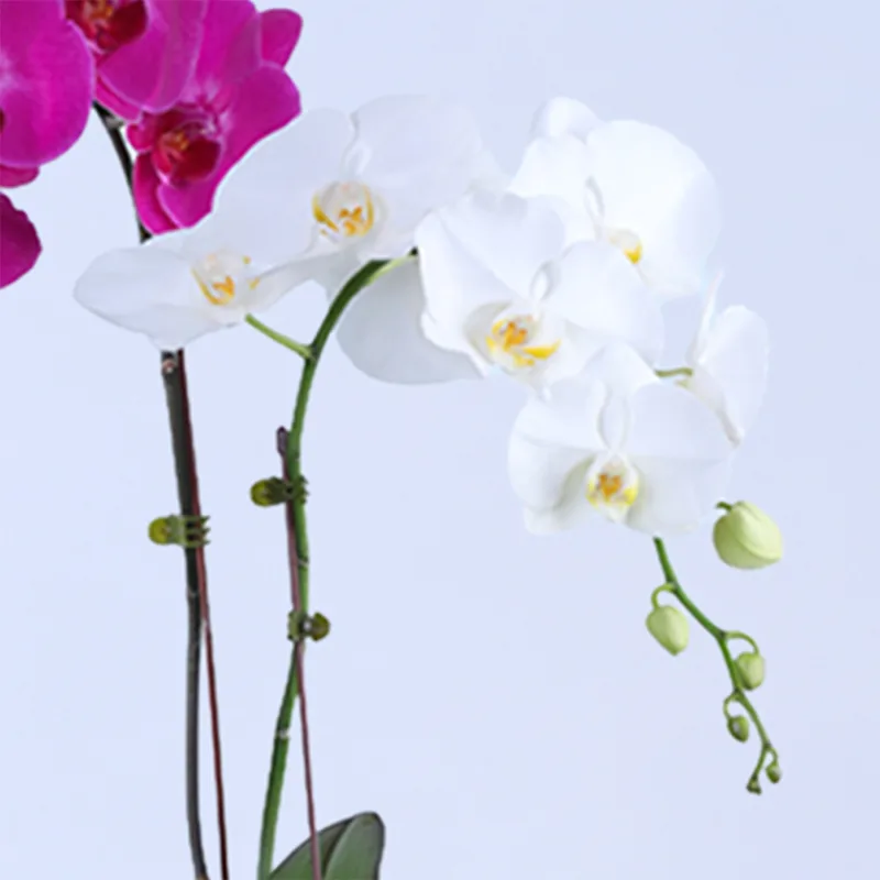 orchid pot plant 02