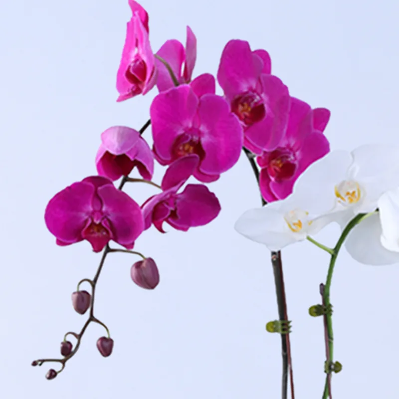 orchid pot plant 03