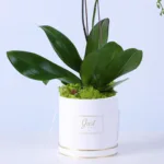 orchid-pot-plant_04