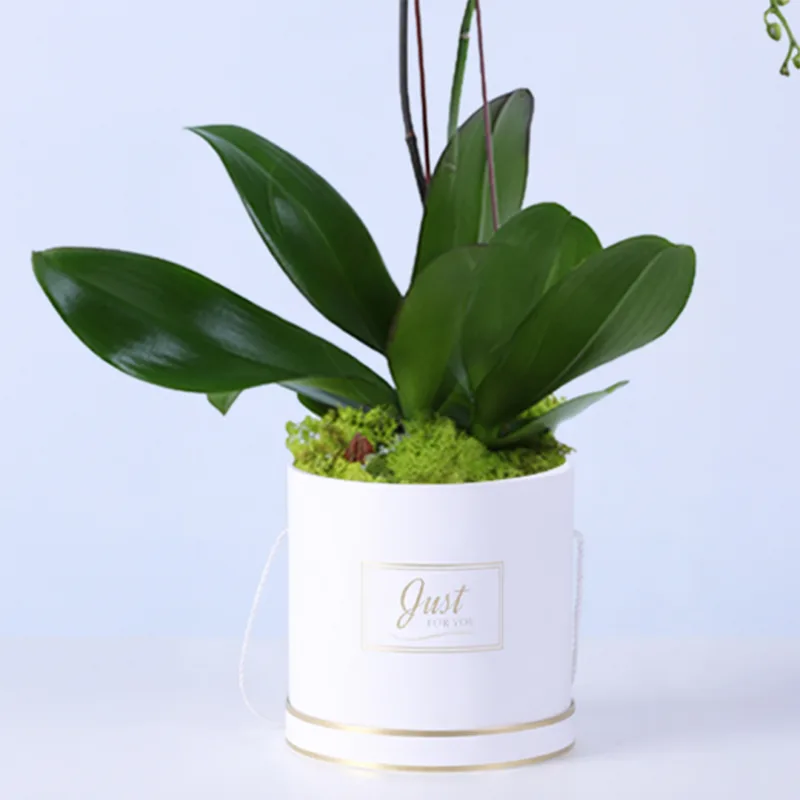 orchid pot plant 04