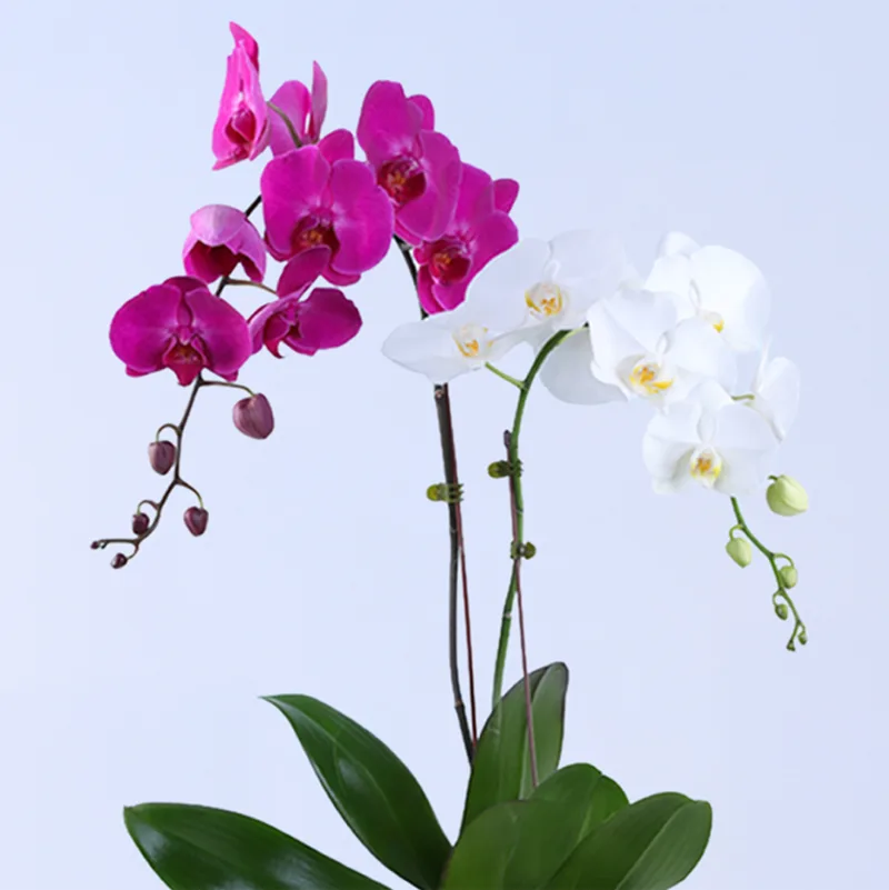 orchid pot plant 05