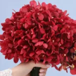 ruby-grace-cascade_03