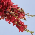 ruby-grace-cascade_04