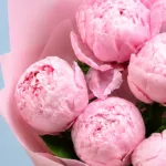 five-peonies-in-pink_03