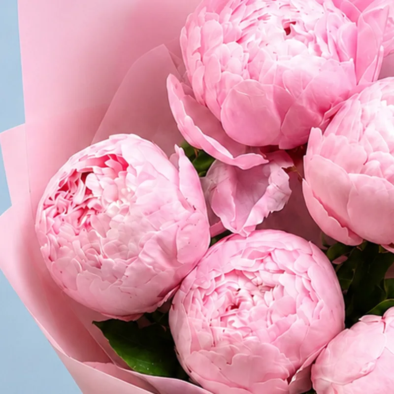 five peonies in pink 03