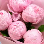 five-peonies-in-pink_04