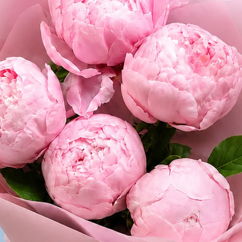 five peonies in pink 04