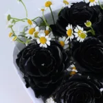 midnight-rose-and-butterfly-box_05