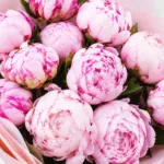pink-peony-love_04
