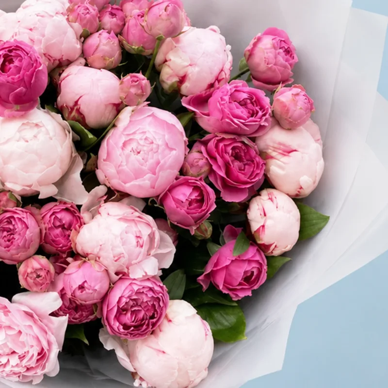 the-dual-shade-peonies_02 the dual shade peonies 02