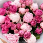The Dual Shade Peonies 4 the-dual-shade-peonies_04