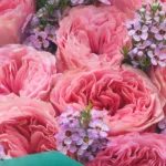Premium Pink Ecuador Rose Bouquet 4 premium-pink-ecuador-rose-bouquet_04