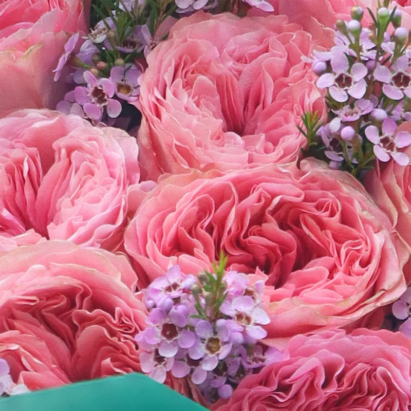 premium-pink-ecuador-rose-bouquet_04 premium pink ecuador rose bouquet 04 1