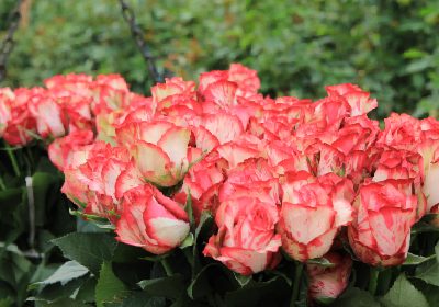Wholesale 59 Images 02